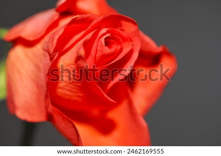 red rose like painted picture Royalty-Free Stock Photo #2462169555