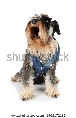sitting dog with jean jacket isolated on white background with open mouth 