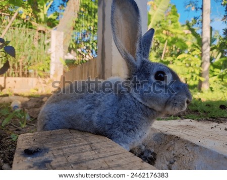 very cute bunny very beautiful to look at