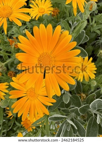 Beautiful blooming calendula orange  flowers in summer sunlight nature beauty elegant symbol of happiness decorative background texture web template design ecology concept