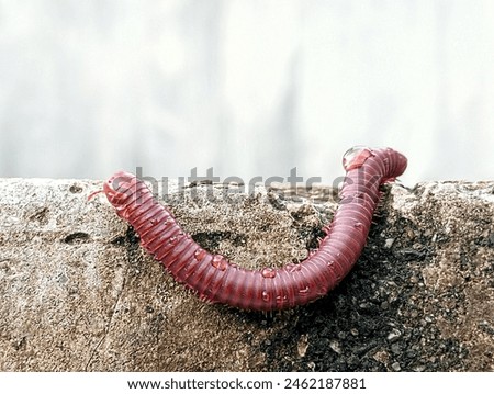 Trigoniulus Carallinus or millipede keluwing is an animal that has an elastic, brown body and walks on walls, a unique and interesting animal. 
