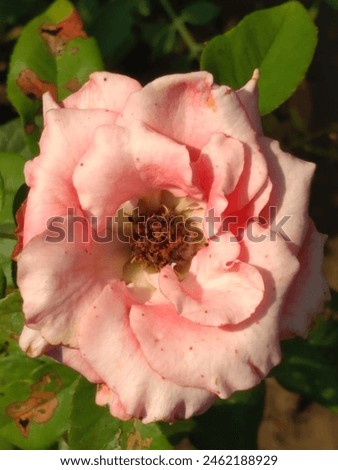 The pink rose picture was Caputred at home