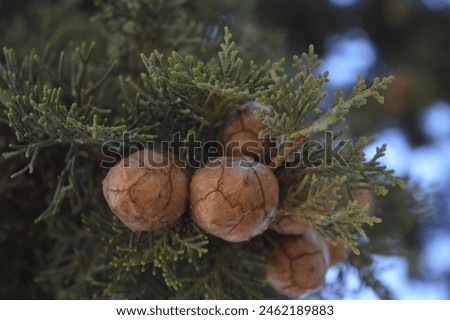 Cupressus sempervirens (Mediterranean cypress) is a plant that is planted especially in graves in our city because it is evergreen. Royalty-Free Stock Photo #2462189883