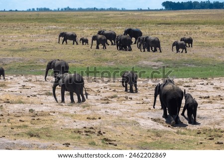 A Herd of african elephants walks in the savanna looking for food surrounded by green vegetation during the rainy season. Chobe National Park, Botswana, Africa