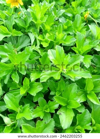 Raw photos focus on green leaves in the afternoon to improve your mood or you can edit them yourself for personal enjoyment