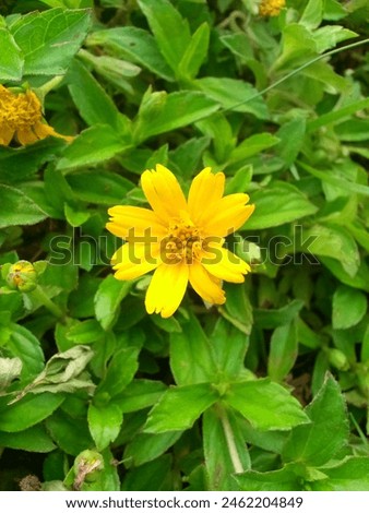 Fresh raw photo of a small yellow flower to keep for personal enjoyment with a backdrop of surrounding leaves
