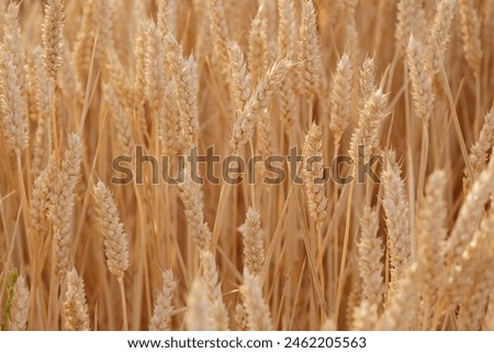 golden ripe ears wheat, summer field, rich harvest bread, grain import, export, stock exchange, grain trading, Grains Futures Prices, power nature and bounty land