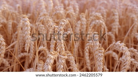 golden ripe ears wheat in warm rays sun close-up, checking quality, summer field, rich harvest bread, grain import, export, stock exchange, grain trading, Grains Futures Prices