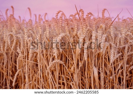 golden ripe ears of wheat in warm rays of sun close-up, checking quality, summer field, concept of rich harvest of bread, grain import, export, stock exchange, grain trading, Grains Futures Prices
