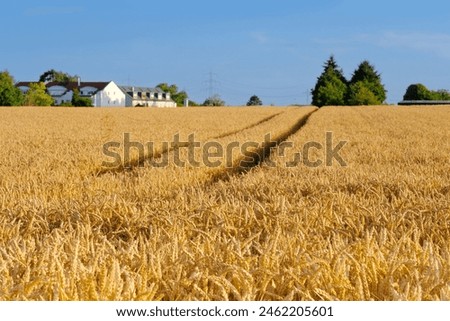 golden ripe ears wheat, summer field, village houses in distance, rich harvest bread, grain import, export, stock exchange, grain trading, power nature and bounty land