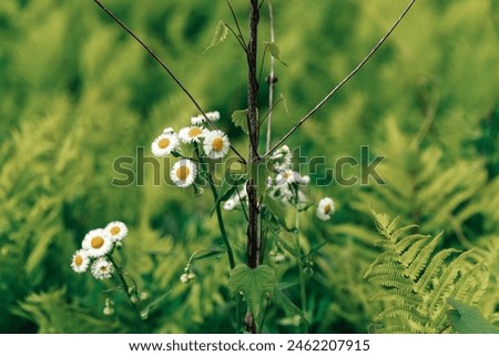 Green bush and fern, spring flowers with bee, colorful leaves, spring plants blooming.