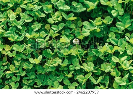 Green bush and fern, spring flowers with bee, colorful leaves, spring plants blooming.