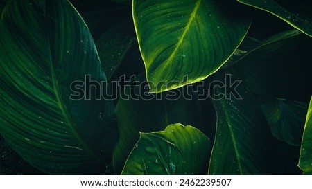 Beautiful green banana leaves wallpaper