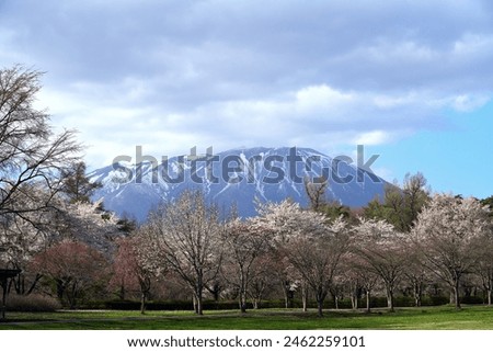 Mount Iwate in spring with beautiful cherry blossoms blooming in Iwate Prefecture Japan. Royalty-Free Stock Photo #2462259101