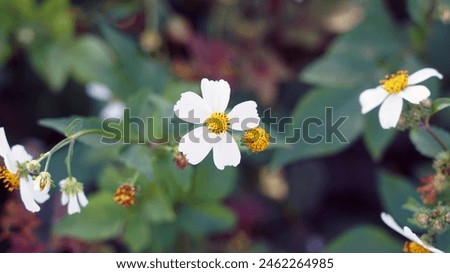 Close-up view of Bidens Alba on green background. white flower. Bidens Pilosa