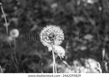 Beautiful wild growing flower seed dandelion on background meadow, photo consisting from wild growing flower seed dandelion to grass meadow, wild growing flower seed dandelion at meadow countryside Royalty-Free Stock Photo #2462295829