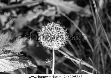 Beautiful wild growing flower seed dandelion on background meadow, photo consisting from wild growing flower seed dandelion to grass meadow, wild growing flower seed dandelion at meadow countryside Royalty-Free Stock Photo #2462295863