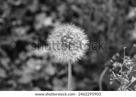 Beautiful wild growing flower seed dandelion on background meadow, photo consisting from wild growing flower seed dandelion to grass meadow, wild growing flower seed dandelion at meadow countryside Royalty-Free Stock Photo #2462295903