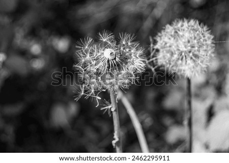 Beautiful wild growing flower seed dandelion on background meadow, photo consisting from wild growing flower seed dandelion to grass meadow, wild growing flower seed dandelion at meadow countryside Royalty-Free Stock Photo #2462295911