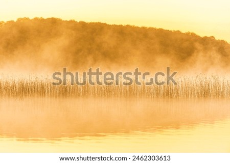 Reeds rise through the morning mist by a tranquil lake in Sweden. The hazy atmosphere creates a peaceful and ethereal scene as the sun begins to rise.