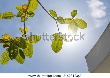 Tree branch with leaves in front of a blue sunny sky. Summer background with copy space.