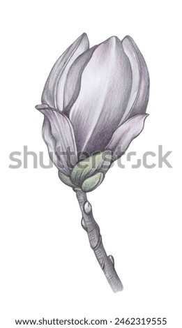 Hand Drawn Pencil Image of Magnolia. Black and White Illustration of Flower. Print for Paper and Textile. Floral Clip Art on a White Background