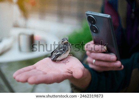 Close-up shot of a small baby bird sitting on the palm of hand of a man using mobile phone for capturing photo, taking picture of little bird. People. Animals in wild life and nature concept