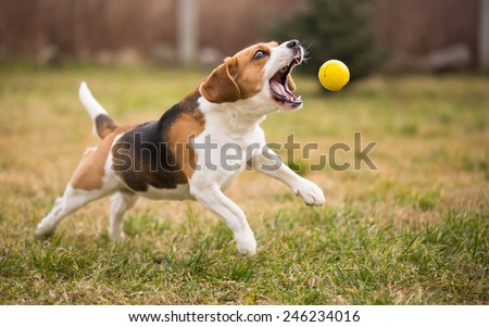 Playing fetch with cute beagle dog Royalty-Free Stock Photo #246234016