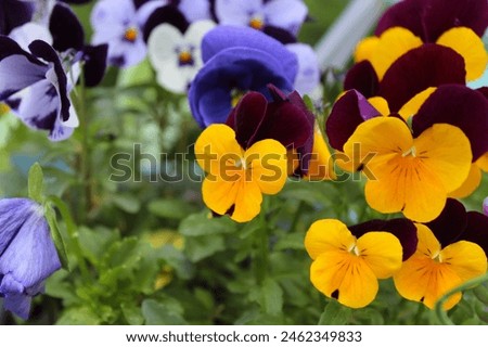 pansy flowers, close-up of pansy flowers in the garden, beautiful spring flowers, flora petals and leaves