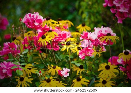 Pink and yellow flowers growing together