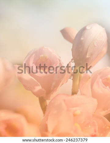 Sweet Cymbidium orchid flower blurred style for soft background