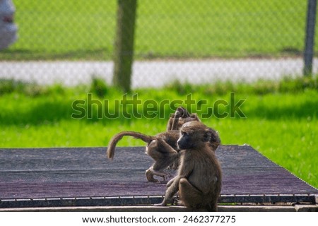 baby baboons playing on a roof