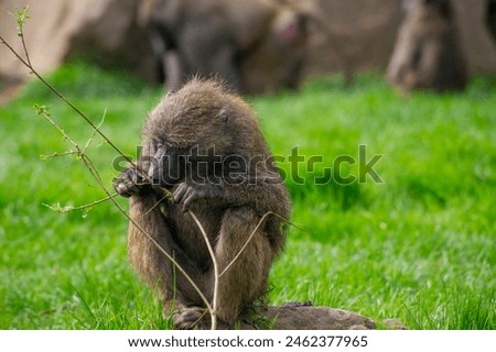 baboon eating leaves from a twig