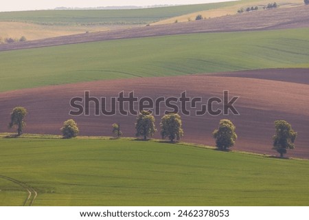 Chestnut Alley. Behind the chestnuts is a field, and the undulating field alternates between light and shadow. Landscape near the village of Karlín in the Czech Republic.