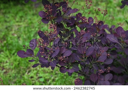 Wild cotinus plant “Royal Purple” with raindrops.The dark red leaves of Cotinus coggygria Royal Purple, against a green garden and blue sky. Nature concept for design. Royalty-Free Stock Photo #2462382745
