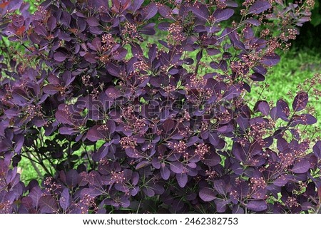 Wild cotinus plant “Royal Purple” with raindrops.The dark red leaves of Cotinus coggygria Royal Purple, against a green garden and blue sky. Nature concept for design. Royalty-Free Stock Photo #2462382753