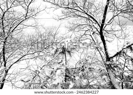 A black and white photograph of a snowy landscape, featuring a dense network of tree branches covered in snow