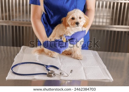 A veterinarian injects medicine with a syringe into a dog's paw, emergency care for animals, veterinary clinic