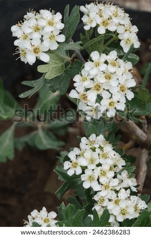 Hawthorn in Bloom, A Close-up of Delicate White Flowers