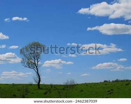 a beautiful photo of a tree standing alone in a field covered with green grass under a blue sky with white clouds on a sunny summer day