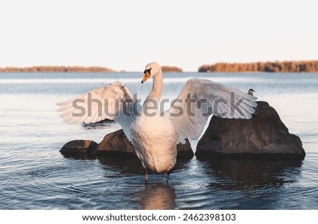 The swan spread its wings on the seashore. Photo