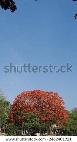 This captivating Shutterstock image showcases the stunning beauty of a Delonix Regia tree in full bloom, also known as the Royal Poinciana or Flame Tree. Standing tall against a clear blue sky, the tr Royalty-Free Stock Photo #2462401921