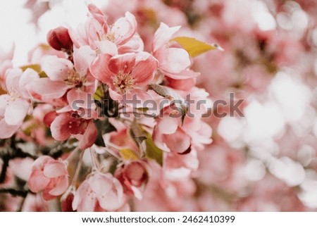 Macro image of pink cherry blossoms in the spring