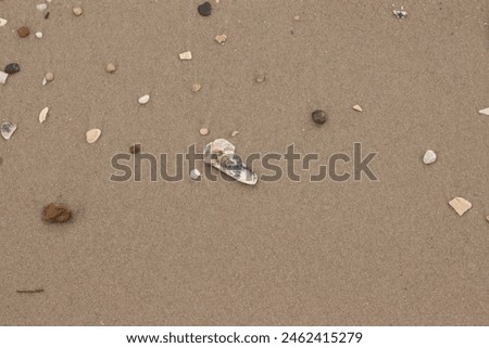 This little oyster shell lay on the beach in this picture. The seashell has tones of blue in it and really stands out against the brown grains of sand. Little smooth pebbles can be seen all around.