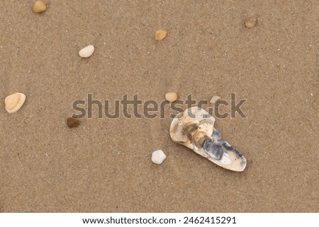 This little oyster shell lay on the beach in this picture. The seashell has tones of blue in it and really stands out against the brown grains of sand. Little smooth pebbles can be seen all around.