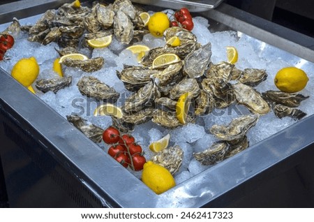 Fresh oysters surrounded by ice. Lemon adding a vibrant touch of yellow, cherry tomatoes, providing a burst of contrasting color. Ideal visual for seafood restaurants and food stock photography