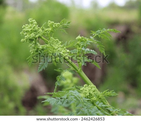 A Closeup on a Bract of Flower Buds on a Wild Poison Hemlock Plant Royalty-Free Stock Photo #2462426853