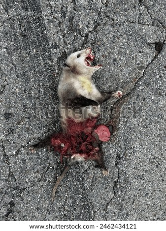 Dead possum, the animal was hit by a car on the road