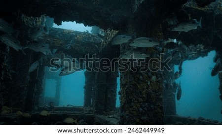 Underwater photo inside huge concrete cubes at a artificial reef and its sea life. From a scuba dive in the Andaman Sea.