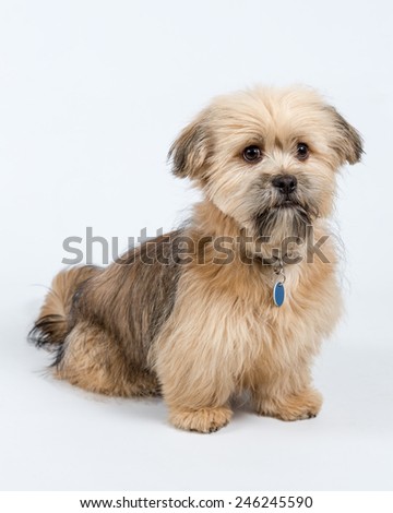 Dog Posing Against a White Background